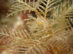 Hydrallmania falcata