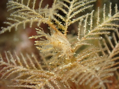 Hydrallmania falcata