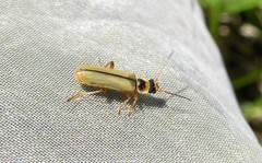 Metacantharis clypeata