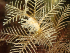 Hydrallmania falcata