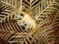 Hydrallmania falcata