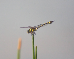 Ictinogomphus