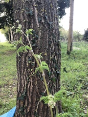 Anthriscus sylvestris