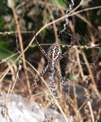 Argiope trifasciata