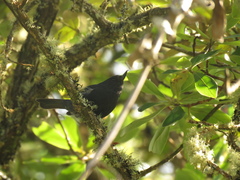 Diglossa albilatera