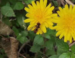 Episyrphus balteatus