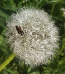 Rhyparochromus