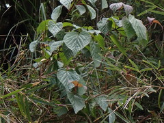 Viburnum betulifolium