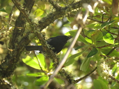 Diglossa albilatera