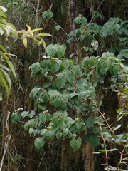 Viburnum betulifolium