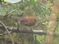 Cinnycerthia unirufa