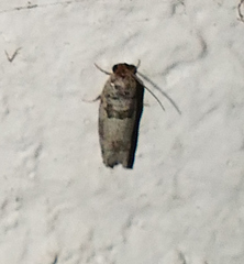 Pseudexentera knudsoni