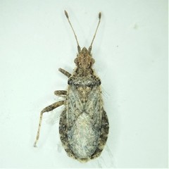 Aufeius impressicollis