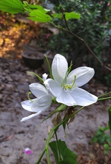 Bauhinia acuminata