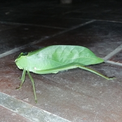 Stilpnochlora incisa