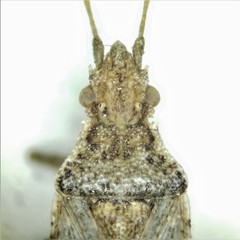 Aufeius impressicollis