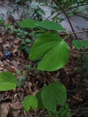 Bauhinia acuminata