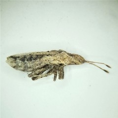 Aufeius impressicollis