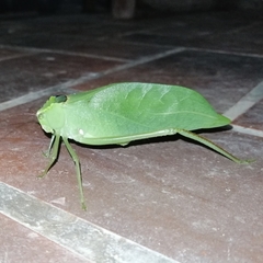 Stilpnochlora incisa