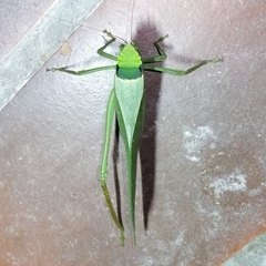 Stilpnochlora incisa