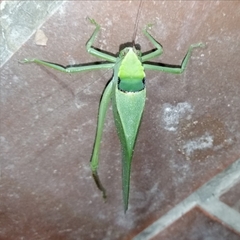 Stilpnochlora incisa