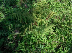 Pteridium aquilinum
