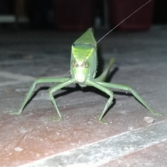 Stilpnochlora incisa
