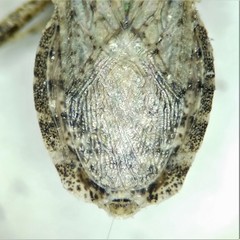 Aufeius impressicollis