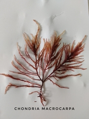 Chondria macrocarpa