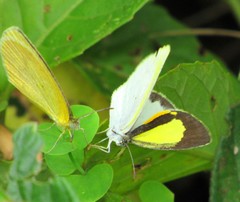 Eurema elathea