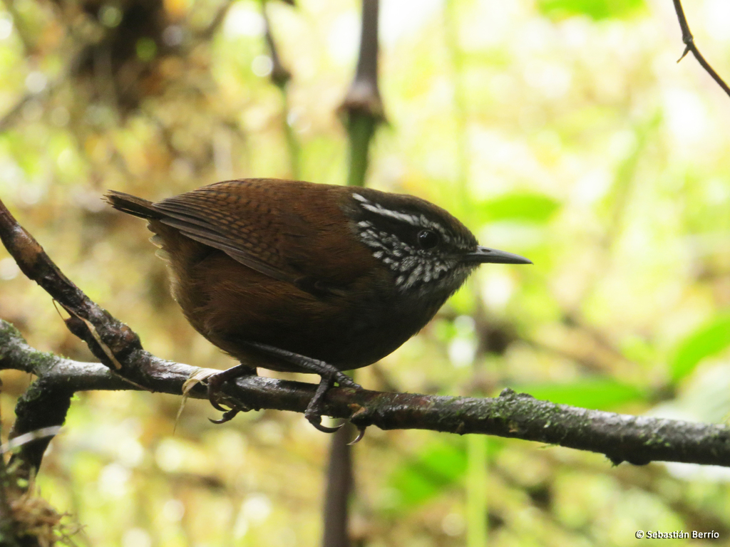 Munchique Wood-Wren