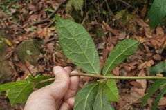 Decaneuropsis gratiosa