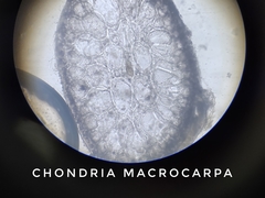 Chondria macrocarpa