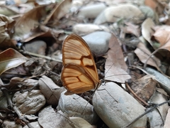 Athesis clearista