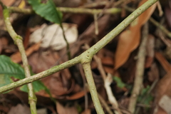 Decaneuropsis gratiosa