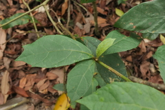 Decaneuropsis gratiosa