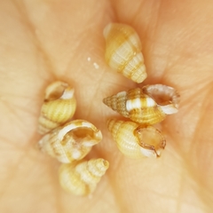 Tritia varicosa