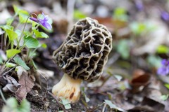 Morchella esculenta umbrina