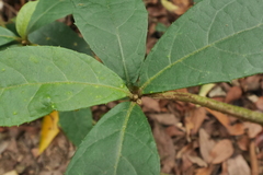 Decaneuropsis gratiosa