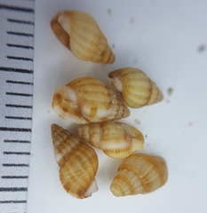 Tritia varicosa