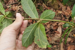 Decaneuropsis gratiosa