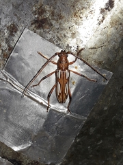 Eburodacrys havanensis