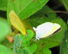 Eurema elathea