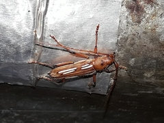 Eburodacrys havanensis