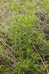 Veronicastrum virginicum
