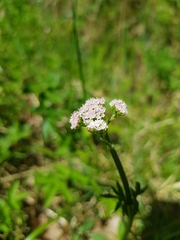 Valeriana dioica