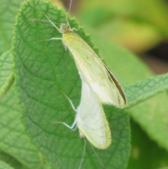 Eurema elathea