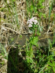 Valeriana dioica