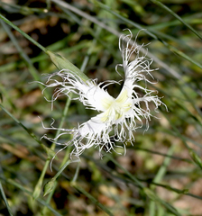 Dianthus broteri