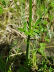 Valeriana dioica